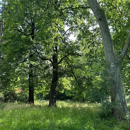 Chateaubelleauboisdormant Cambounet-sur-le-Sor
